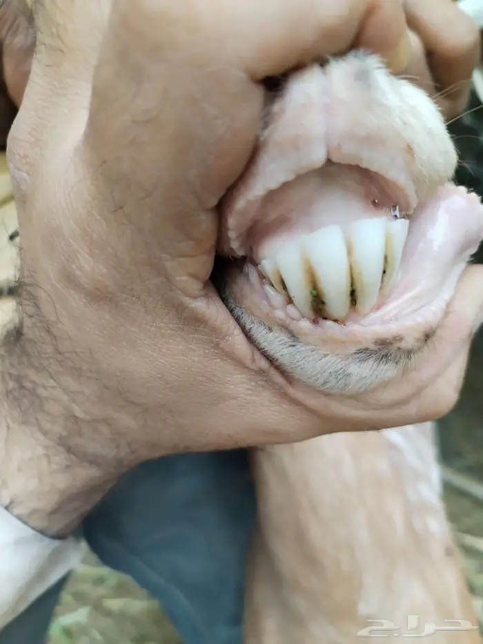 عنز متاومة وراها تيس وجفرة 3