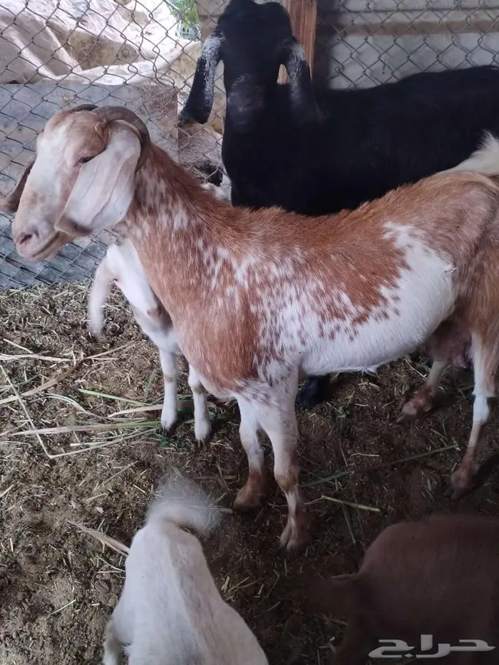 عنز متاومة وراها تيس وجفرة 0