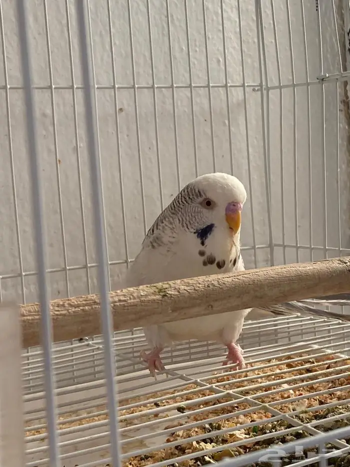 زوج بادجي مع فروحه 1