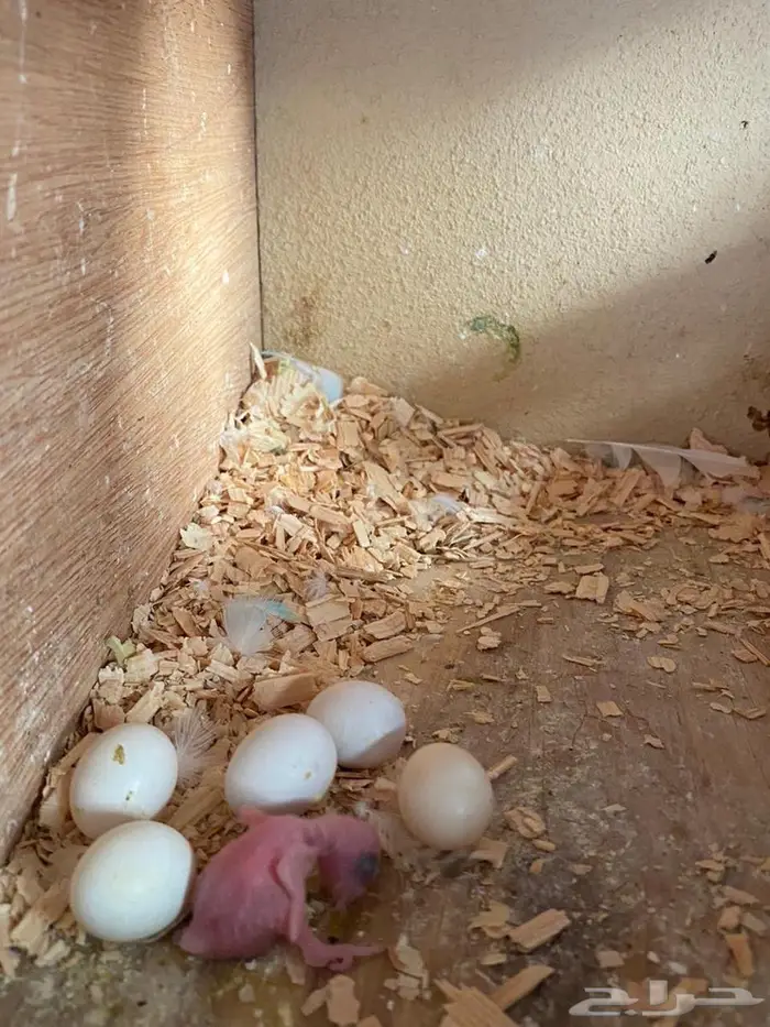 زوج بادجي مع فروحه 3