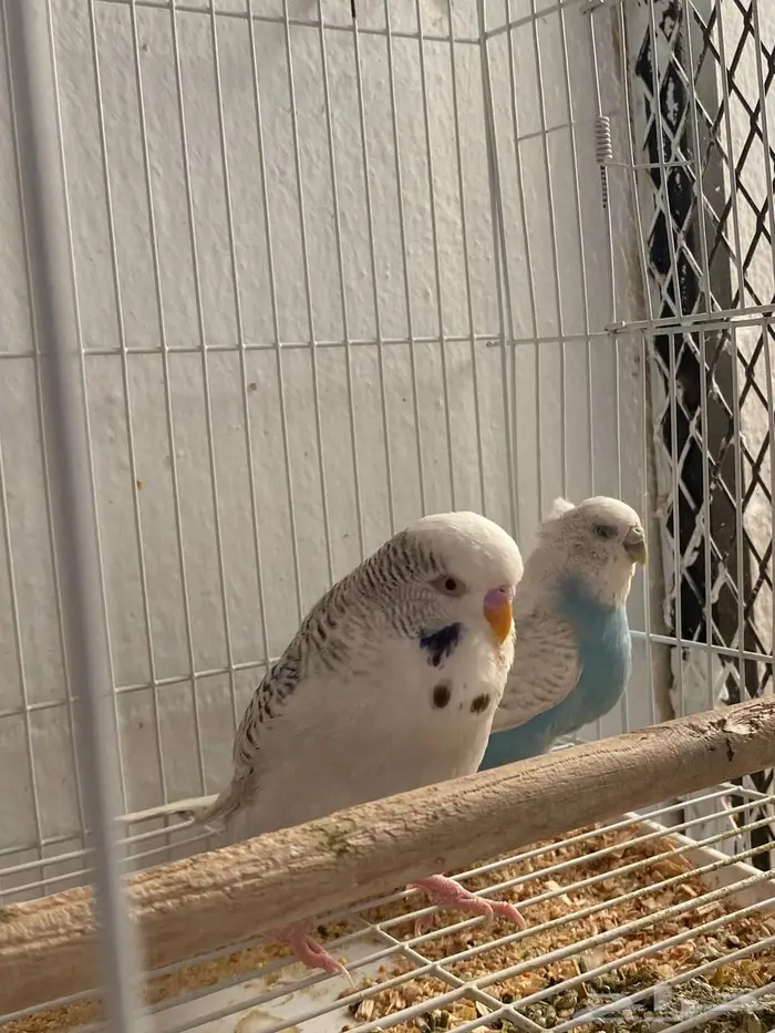 زوج بادجي مع فروحه 2