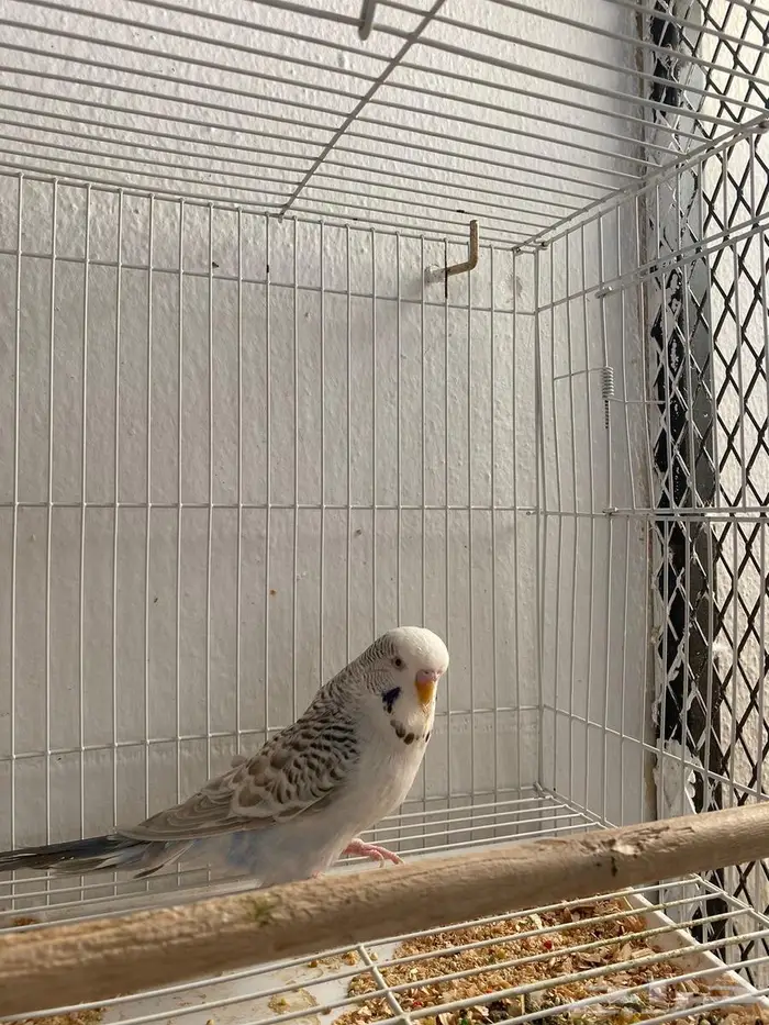 زوج بادجي مع فروحه 0