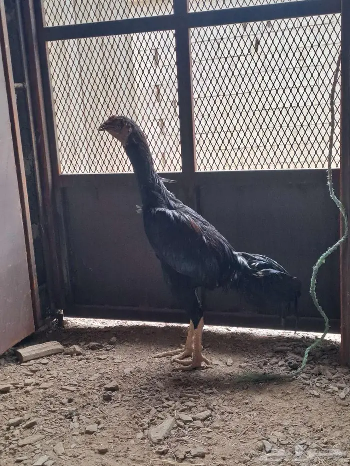 دجاج باكستاني 1