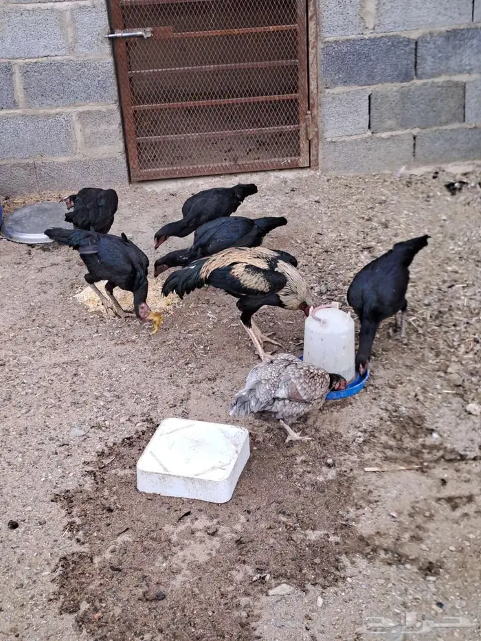 دجاج باكستاني 3