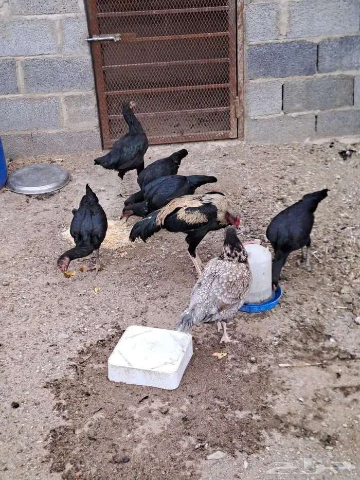 دجاج باكستاني 4