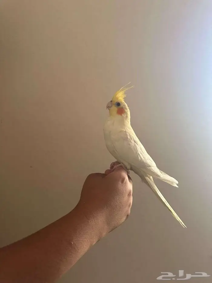 فروخ كراون لاتنيوم هولنديه متكلم الذكر مشالله 0