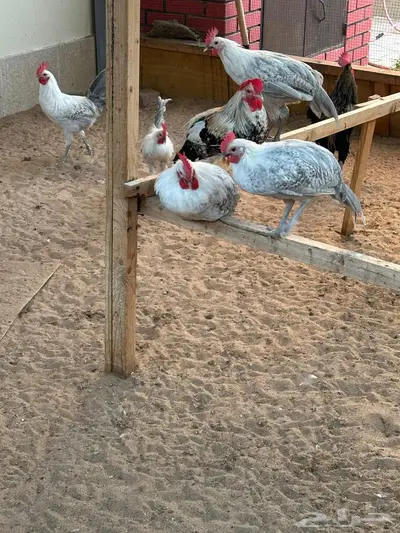 ديوك المونيوم دم صافي للبيع index