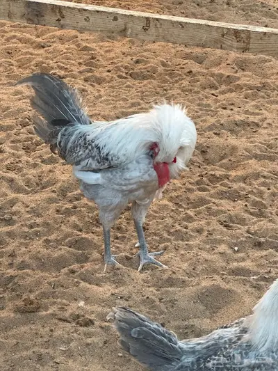 ديوك المونيوم دم صافي للبيع index