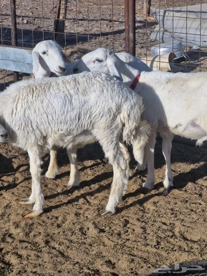 ذبايح طليان ب1250 0