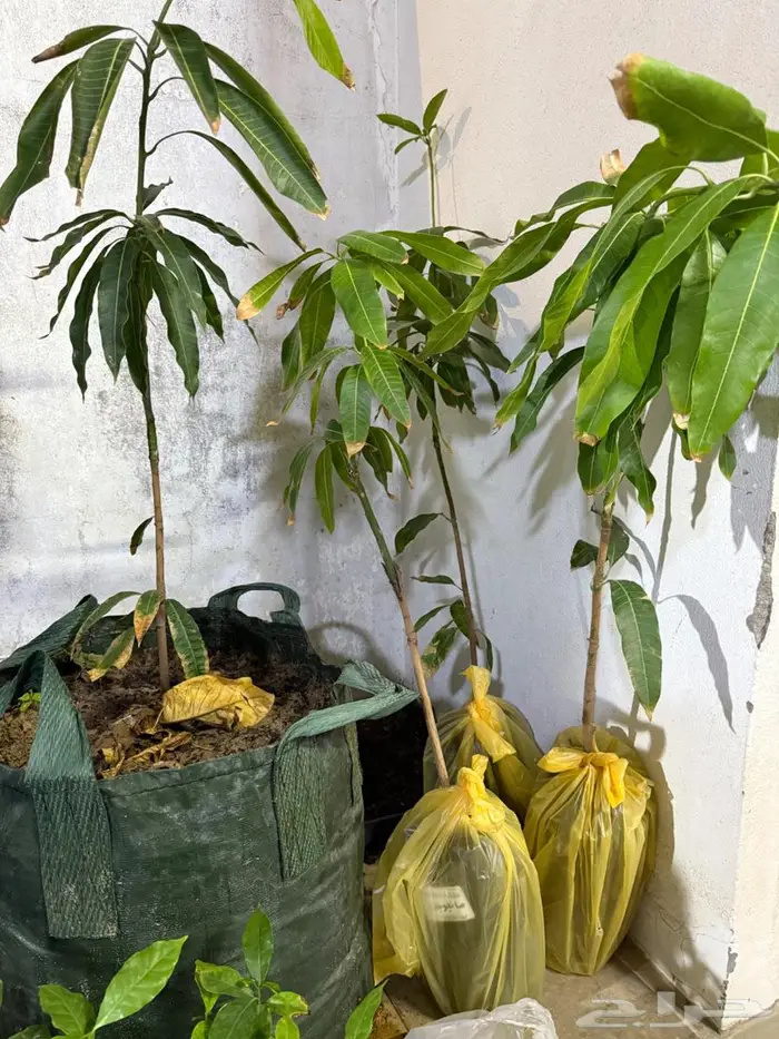 شتلات منجو جلن 0