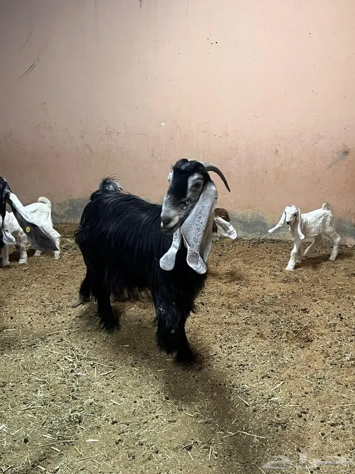 عنز عارضية خصم 3