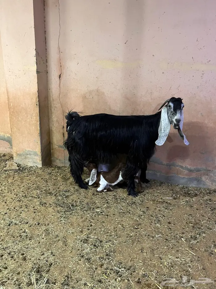 عنز عارضية خصم 5