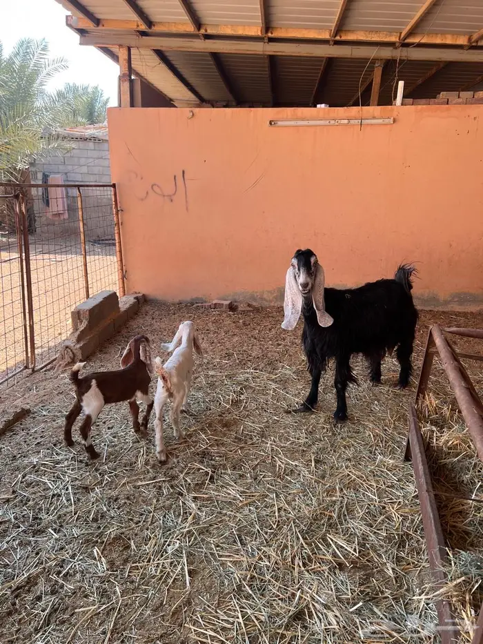 عنز عارضية خصم 6