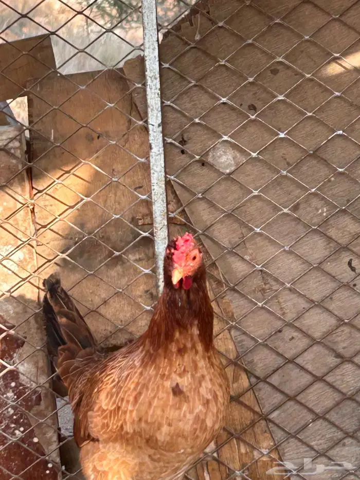 دجاج عربي اصيل 0