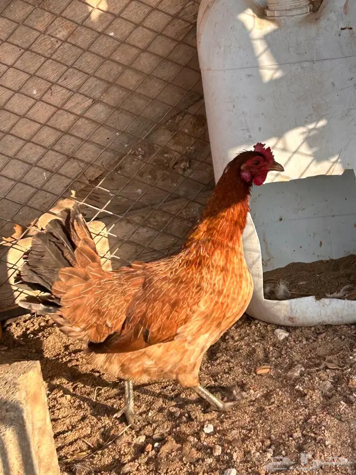 دجاج عربي اصيل 1