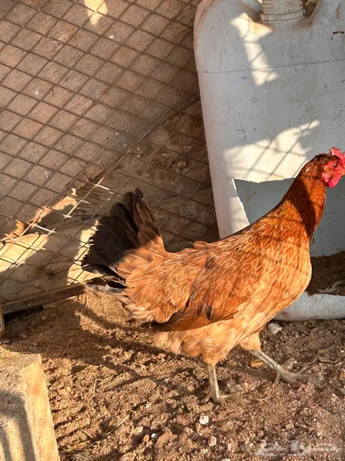 دجاج عربي اصيل 2