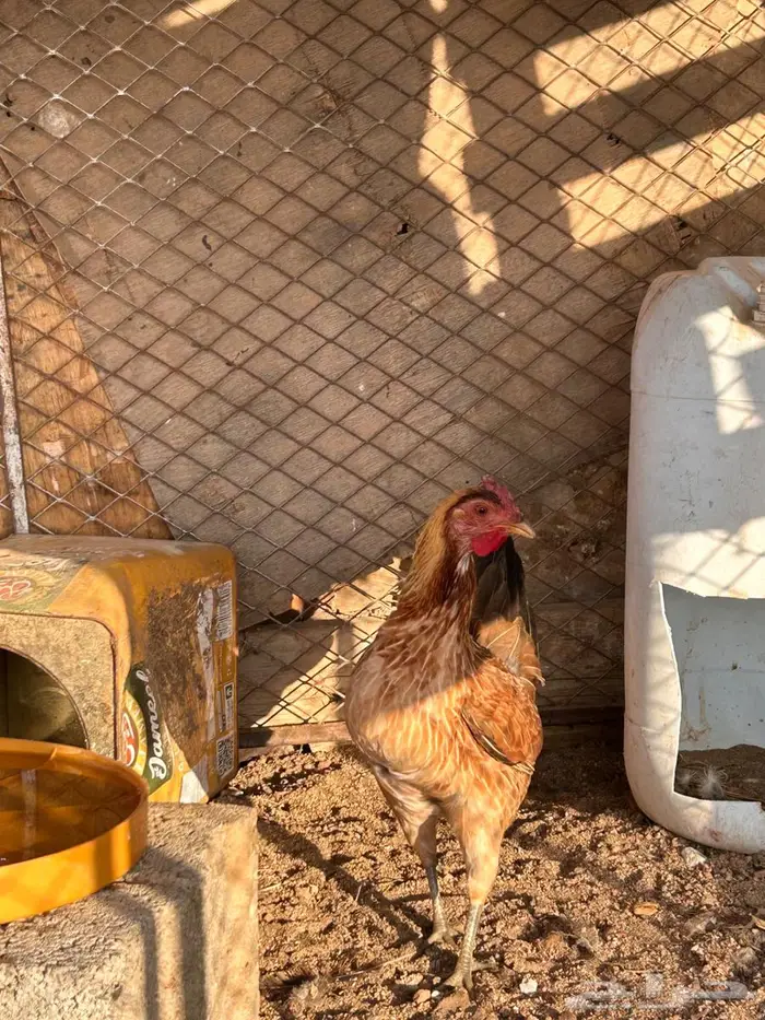 دجاج عربي اصيل 3