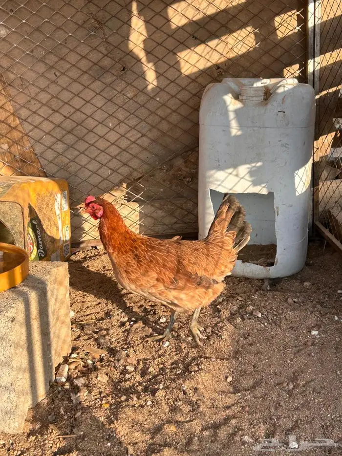 دجاج عربي اصيل 4