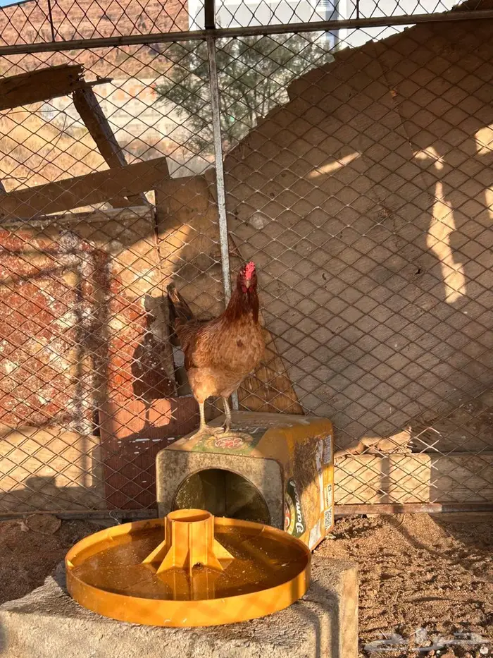 دجاج عربي اصيل 6