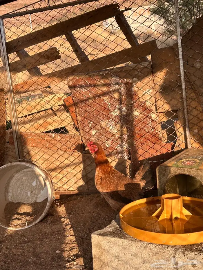 دجاج عربي اصيل 5