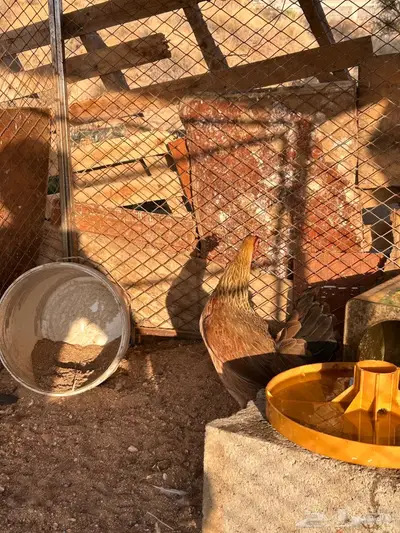 دجاج عربي اصيل index