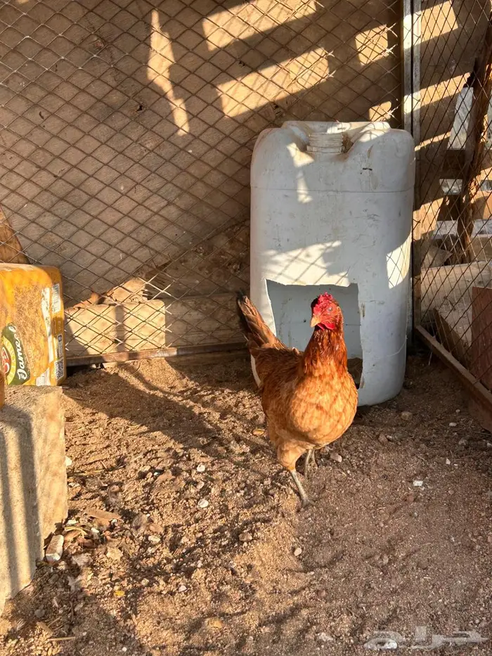 دجاج عربي اصيل 8