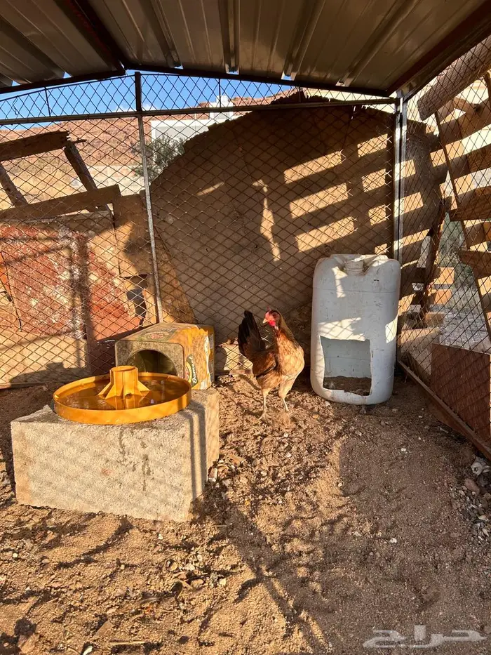 دجاج عربي اصيل 9