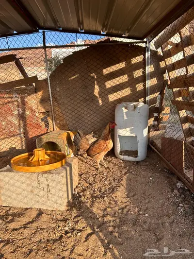 دجاج عربي اصيل index