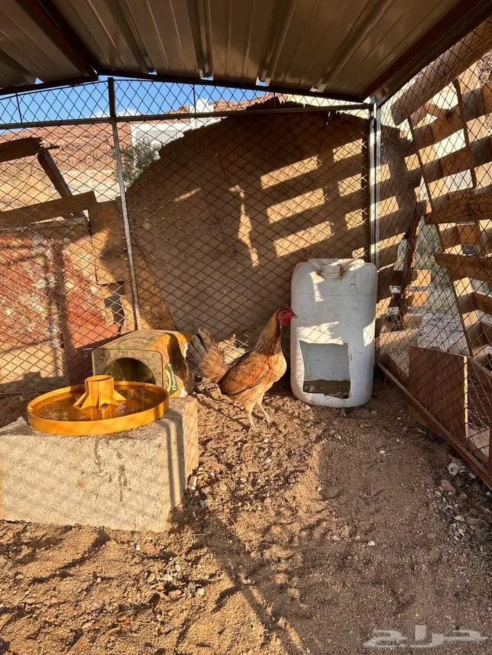 دجاج عربي اصيل 10