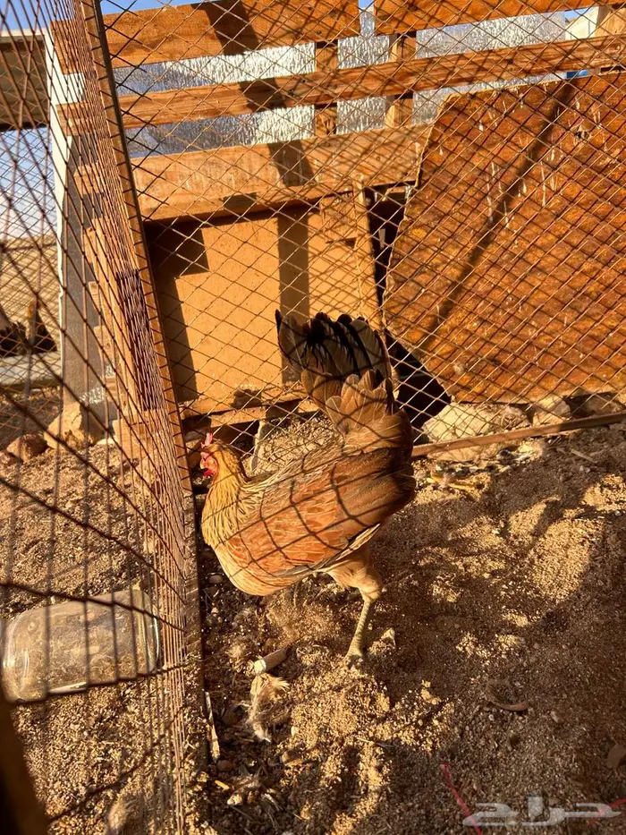 دجاج عربي اصيل 11