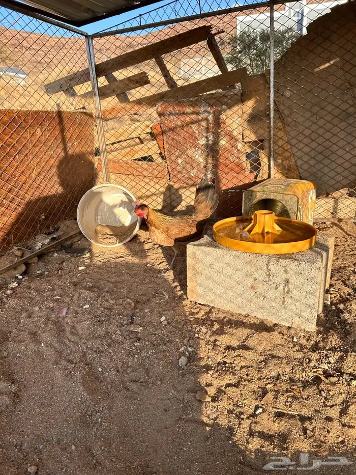 دجاج عربي اصيل 12