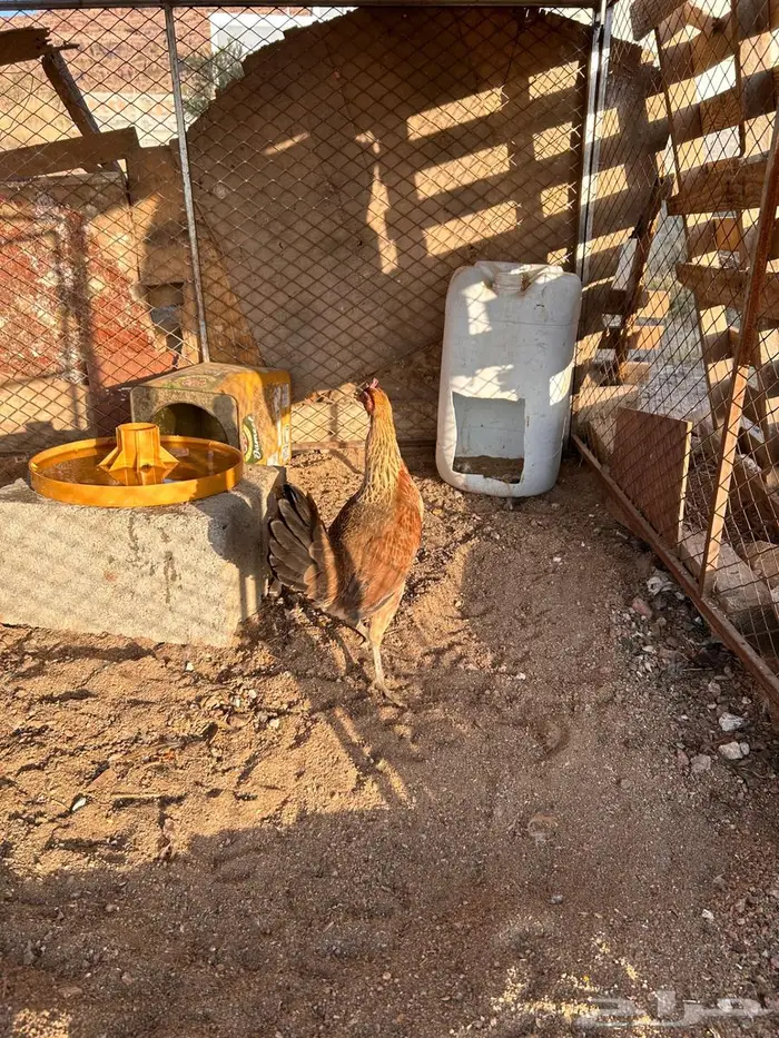 دجاج عربي اصيل 13