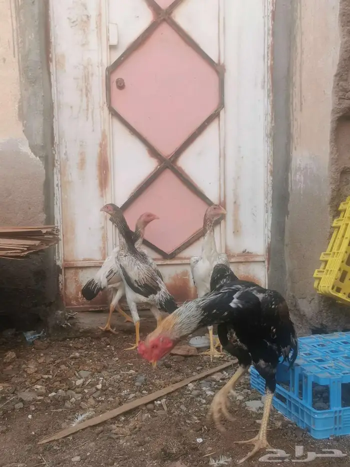 دجاج شامو ياباني فاخر 1