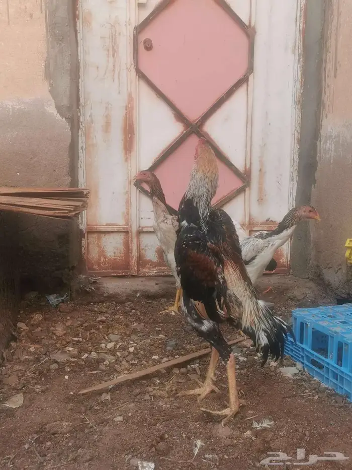 دجاج شامو ياباني فاخر 2