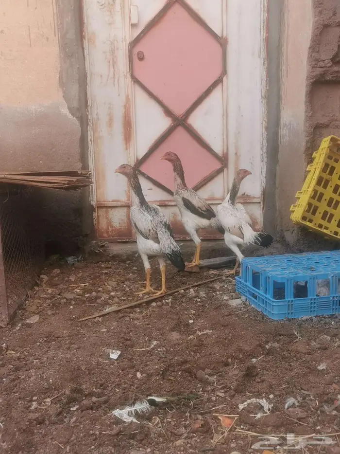 دجاج شامو ياباني فاخر 3