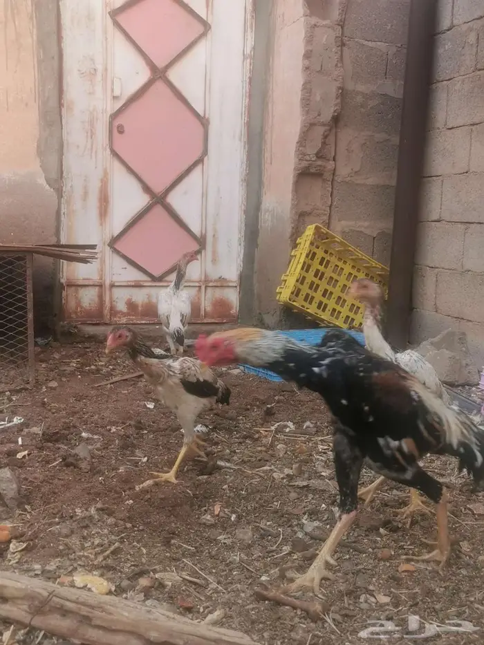 دجاج شامو ياباني فاخر 6