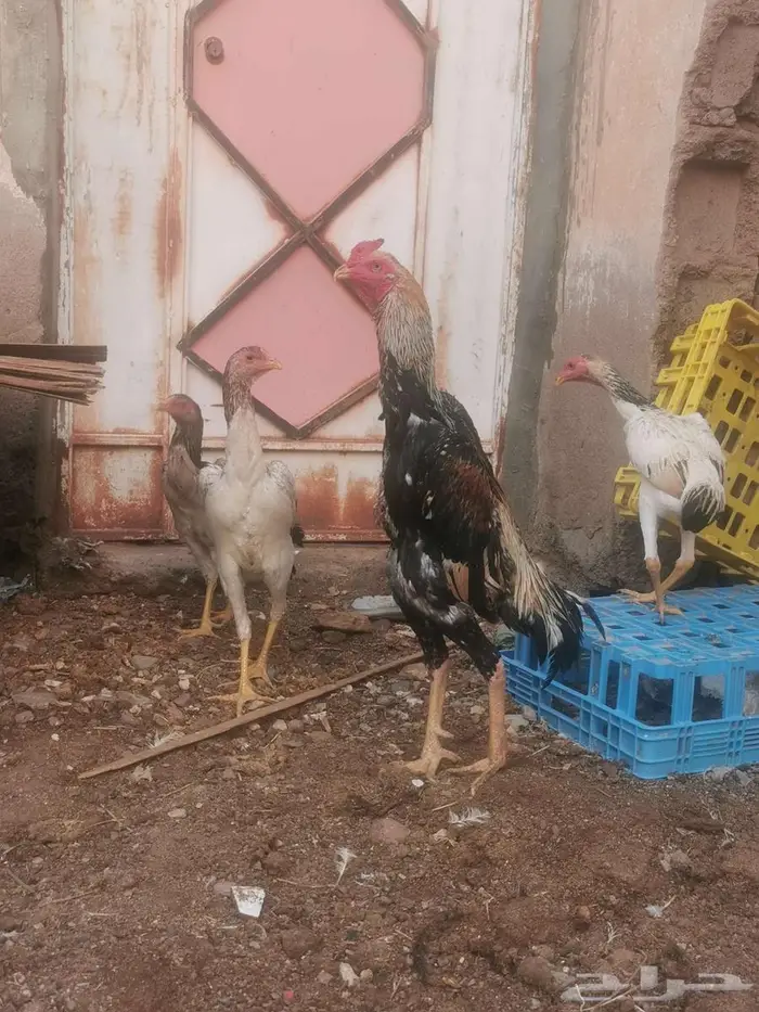 دجاج شامو ياباني فاخر 0