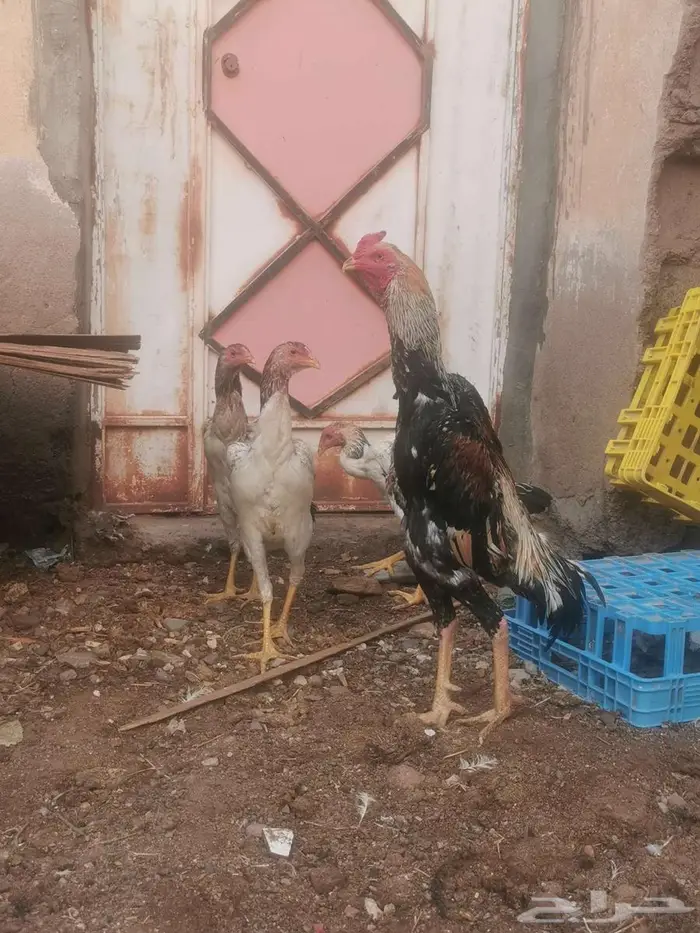 دجاج شامو ياباني فاخر 5