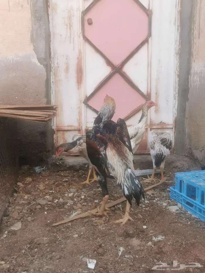 دجاج شامو ياباني فاخر 9