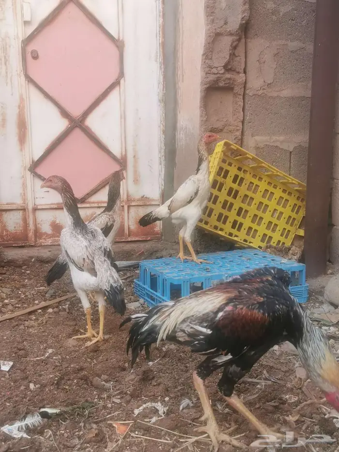 دجاج شامو ياباني فاخر 10