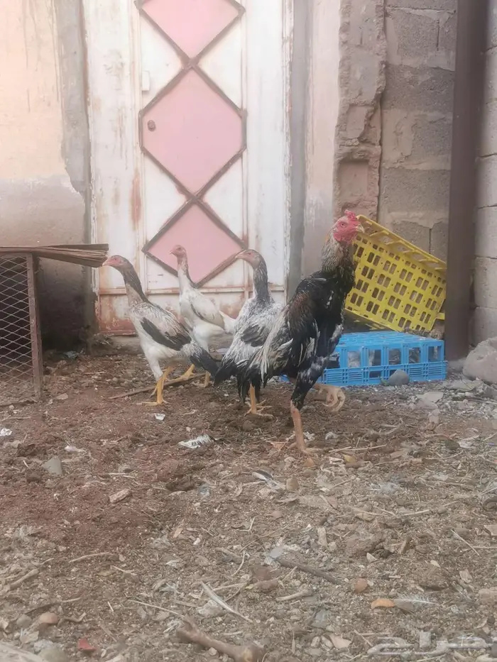 دجاج شامو ياباني فاخر 7