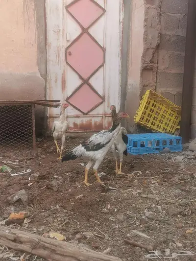 دجاج شامو ياباني فاخر index