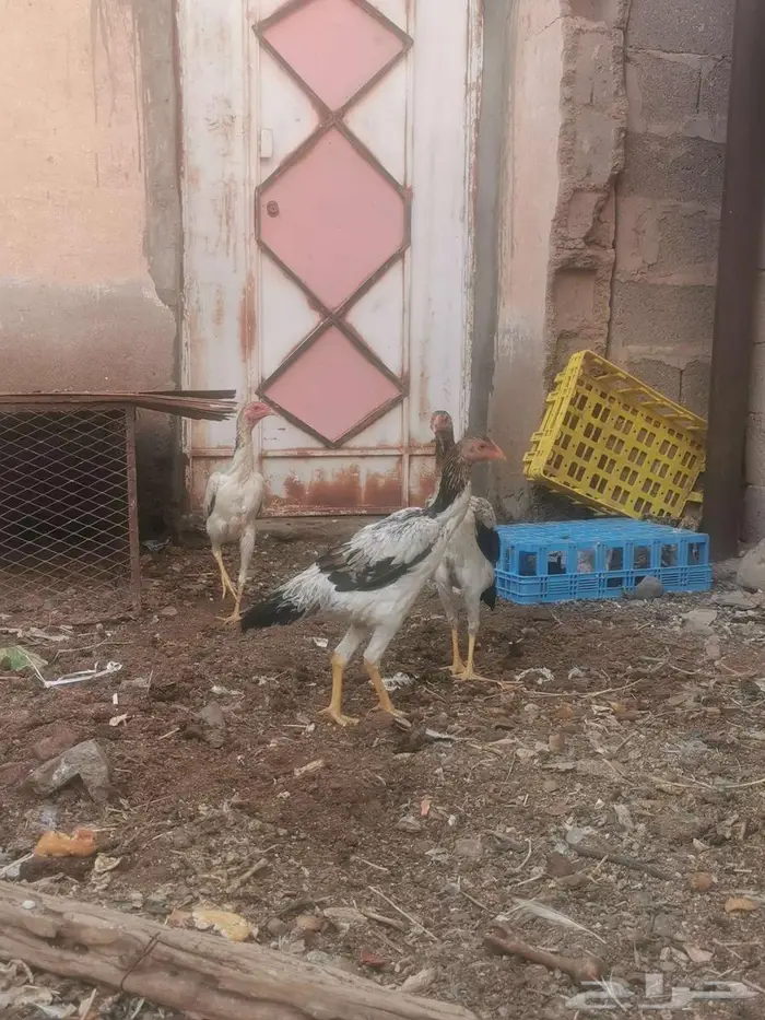 دجاج شامو ياباني فاخر 8