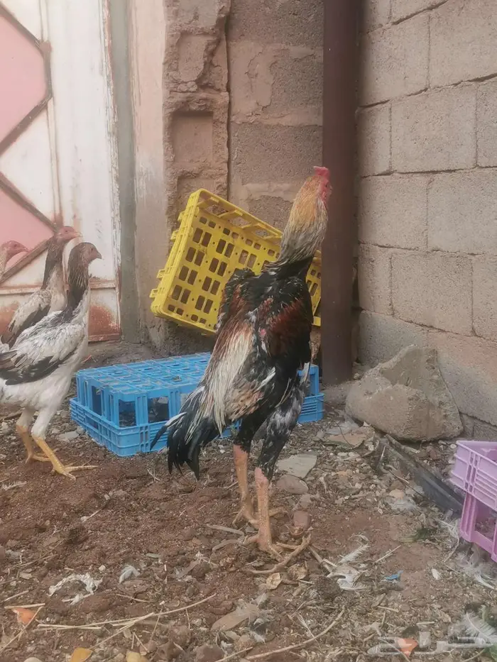 دجاج شامو ياباني فاخر 11