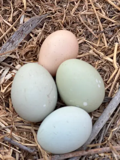 توصيل طيور - الباحة - جدة index