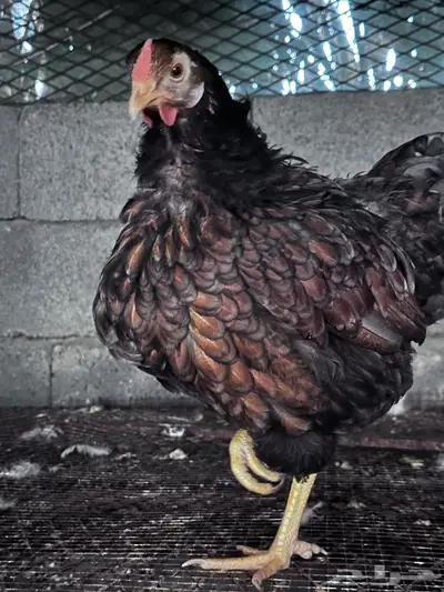 توصيل طيور - الباحة - جدة index