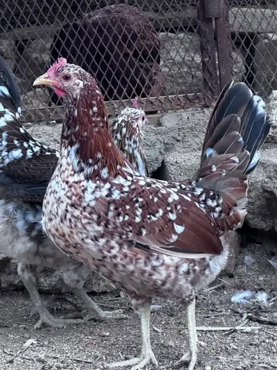 توصيل طيور - الباحة - جدة index