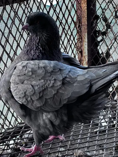 توصيل طيور - الباحة - جدة index