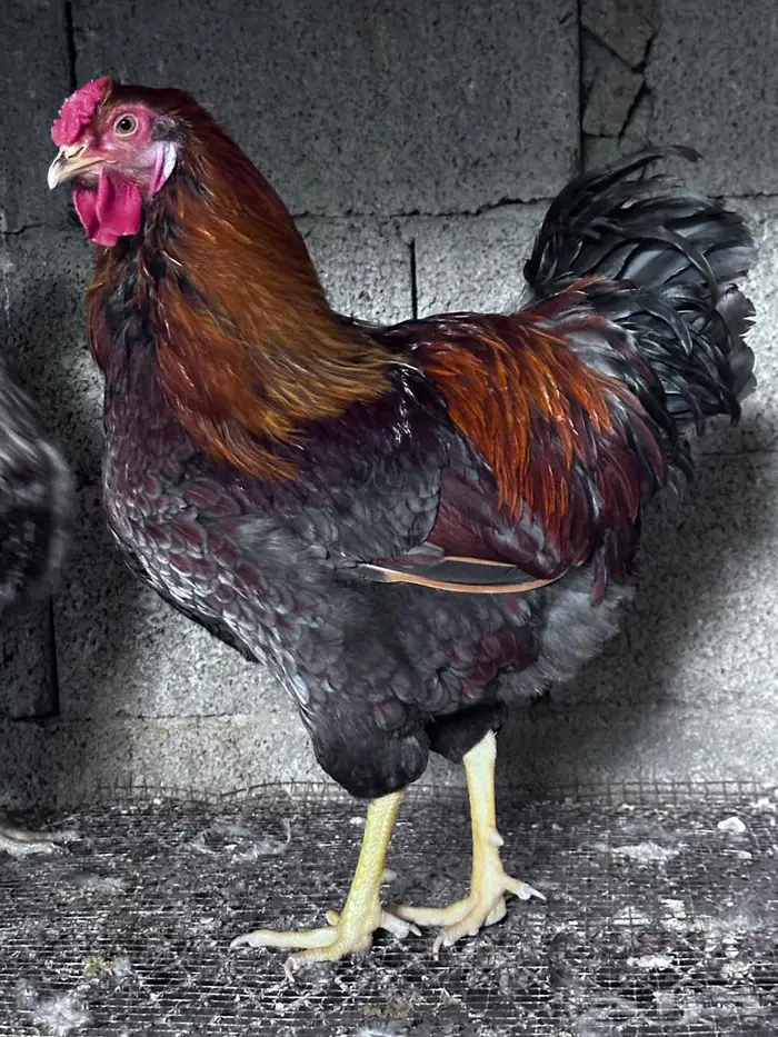 توصيل طيور - الباحة - جدة 4