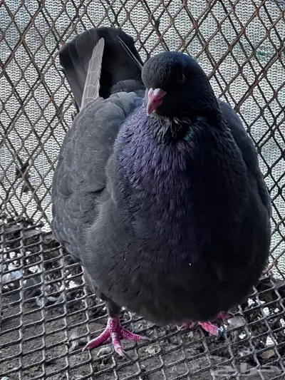 توصيل طيور - الباحة - جدة index